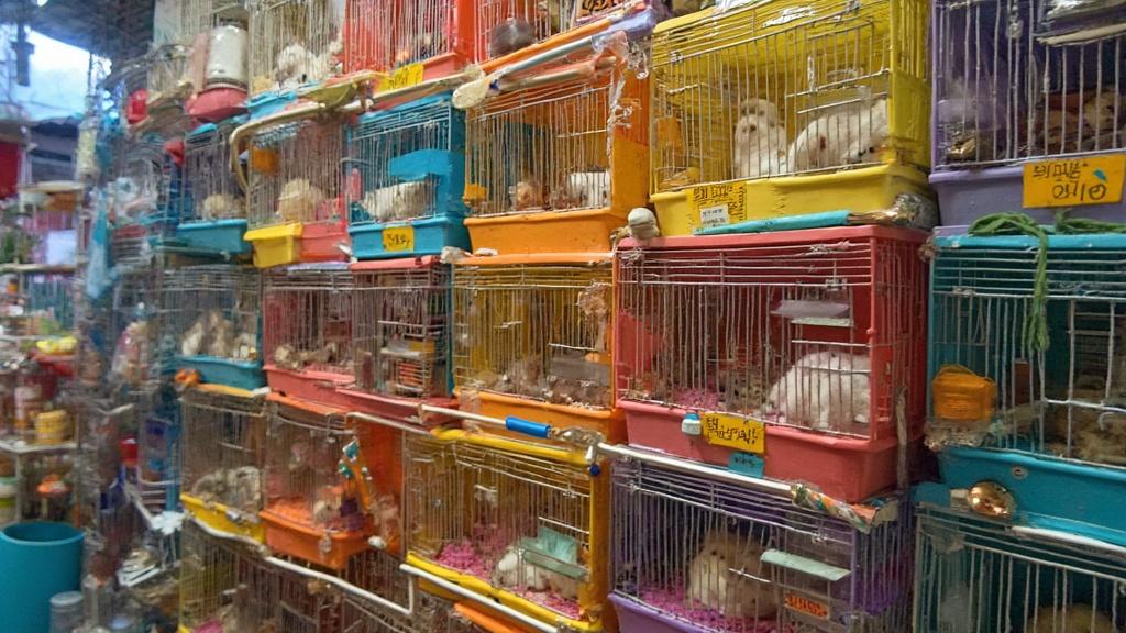 3가지 매력을 가진 페디그리 햄스터, 애정이 넘치는 친구