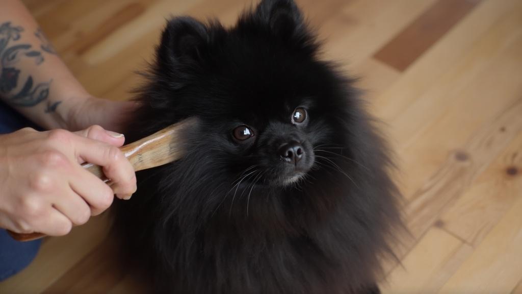 블랙포메라니안의 귀여운 매력과 풍성한 털 관리 팁